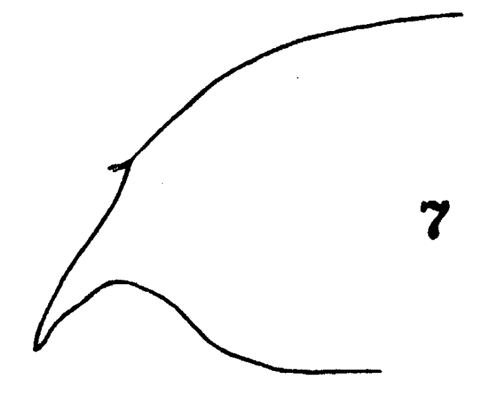 Espce Paraeuchaeta californica - Planche 5 de figures morphologiques