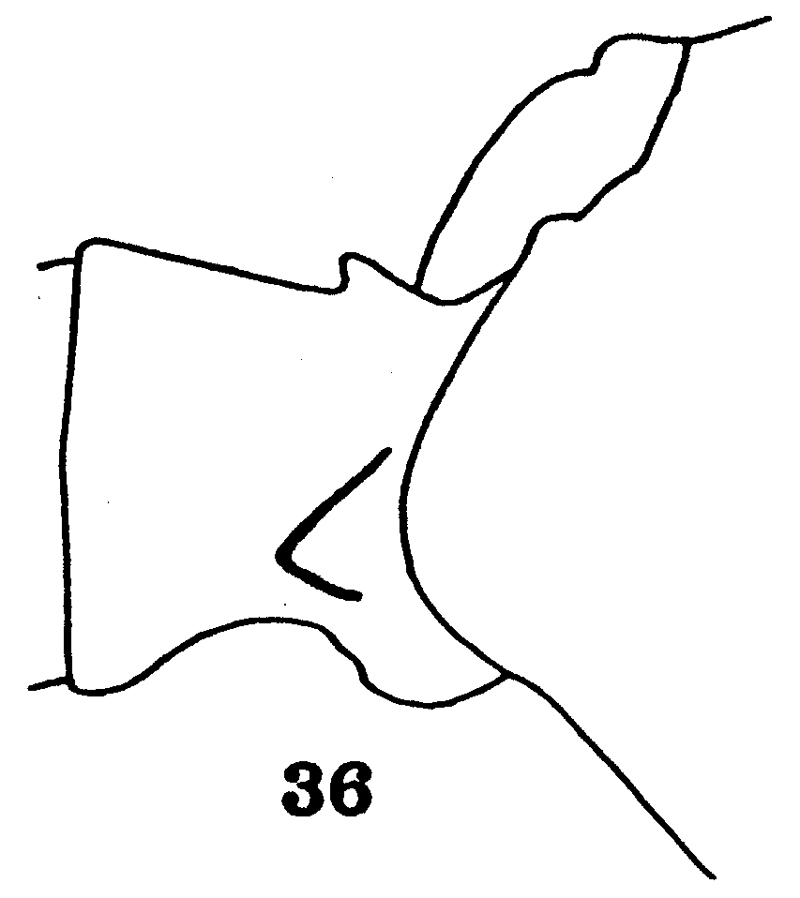 Espce Paraeuchaeta californica - Planche 6 de figures morphologiques