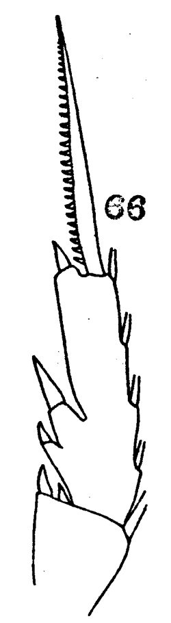 Espce Paraeuchaeta californica - Planche 7 de figures morphologiques