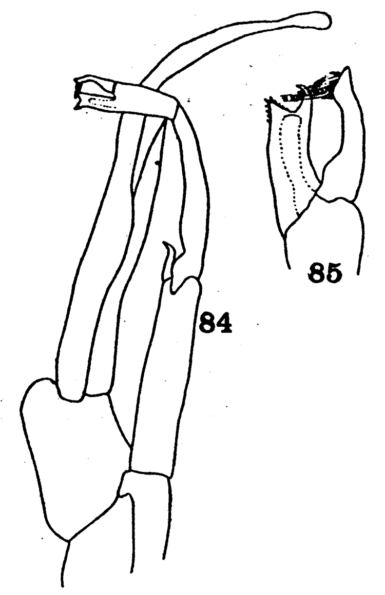Espce Paraeuchaeta californica - Planche 8 de figures morphologiques