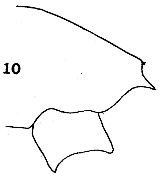 Species Paraeuchaeta tonsa - Plate 6 of morphological figures