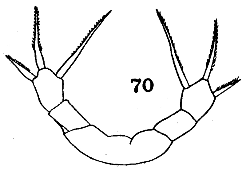 Espèce Lophothrix frontalis - Planche 16 de figures morphologiques