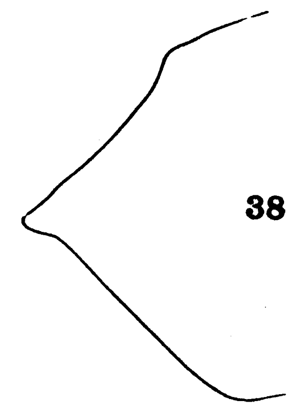 Espèce Scaphocalanus magnus - Planche 11 de figures morphologiques
