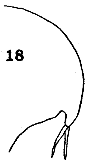 Espèce Pseudoamallothrix inornata - Planche 1 de figures morphologiques