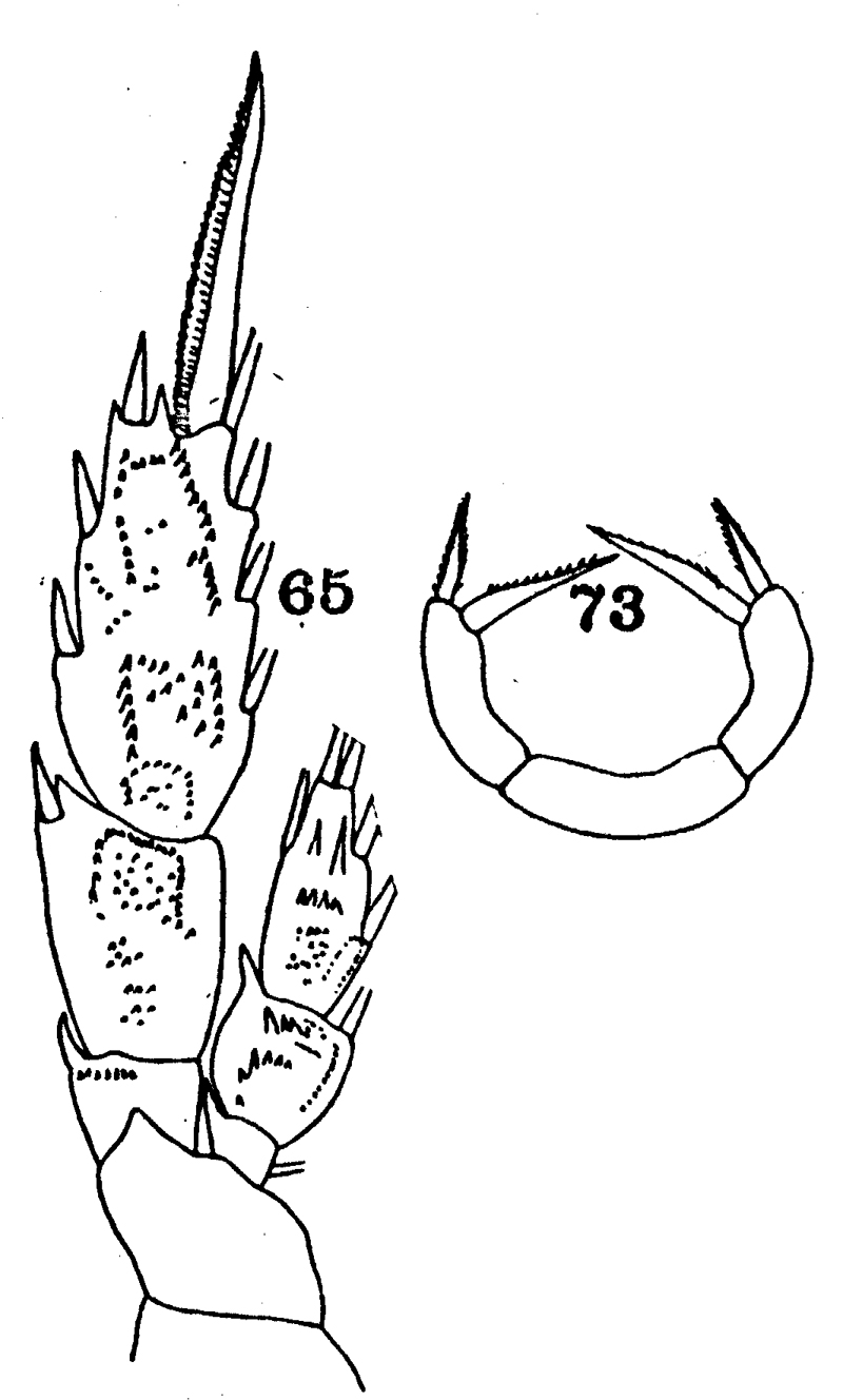 Espèce Pseudoamallothrix inornata - Planche 3 de figures morphologiques