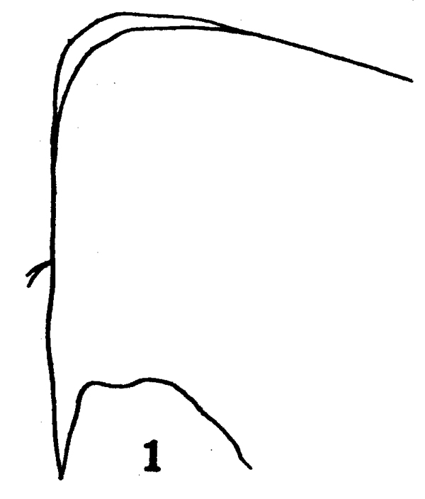 Espce Onchocalanus cristatus - Planche 14 de figures morphologiques