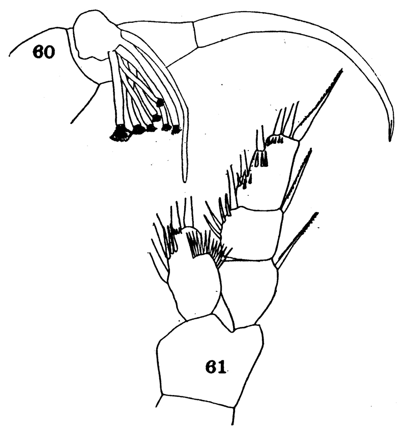 Species Onchocalanus cristatus - Plate 16 of morphological figures