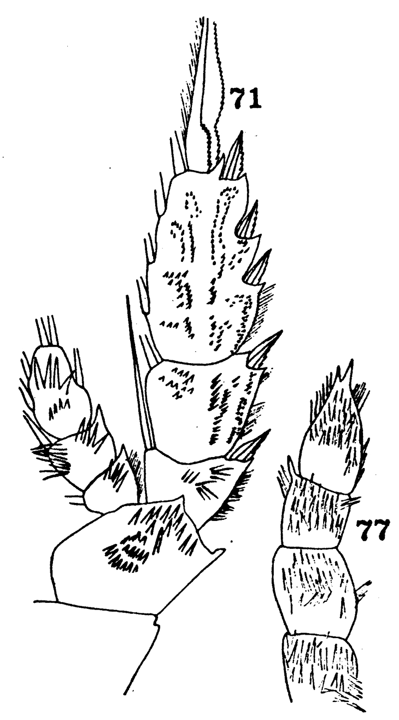 Species Onchocalanus cristatus - Plate 17 of morphological figures
