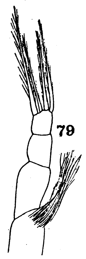 Espce Metridia sp. - Planche 2 de figures morphologiques