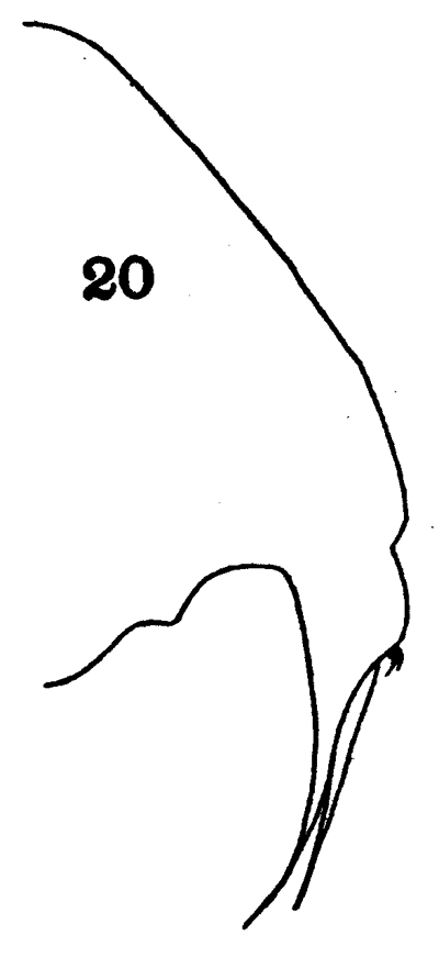 Espce Metridia ignota - Planche 1 de figures morphologiques