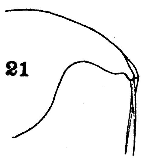 Espèce Disseta palumbii - Planche 24 de figures morphologiques