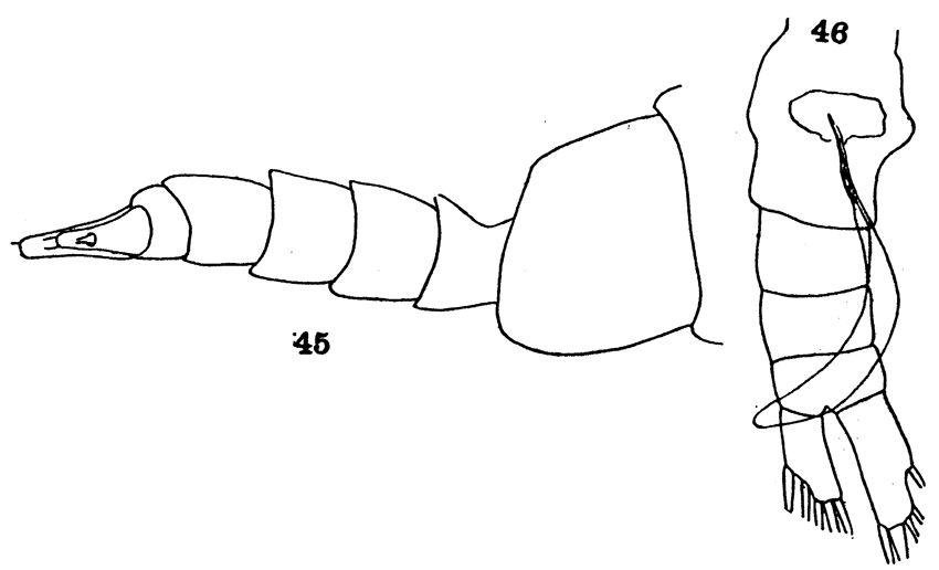 Espèce Disseta palumbii - Planche 25 de figures morphologiques
