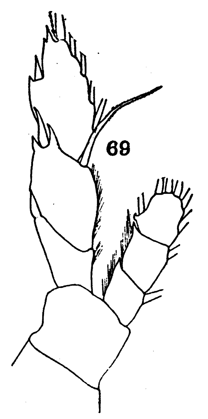 Espèce Disseta palumbii - Planche 26 de figures morphologiques