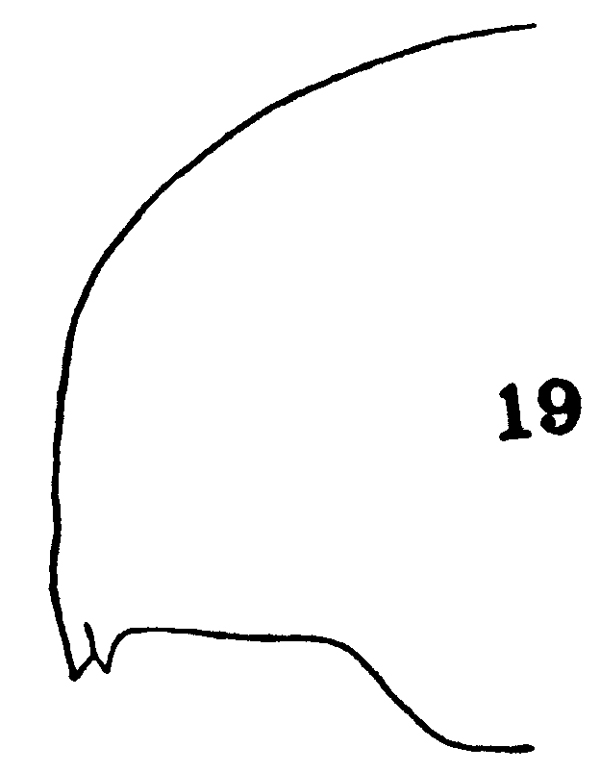 Espèce Euaugaptilus oblongus - Planche 9 de figures morphologiques