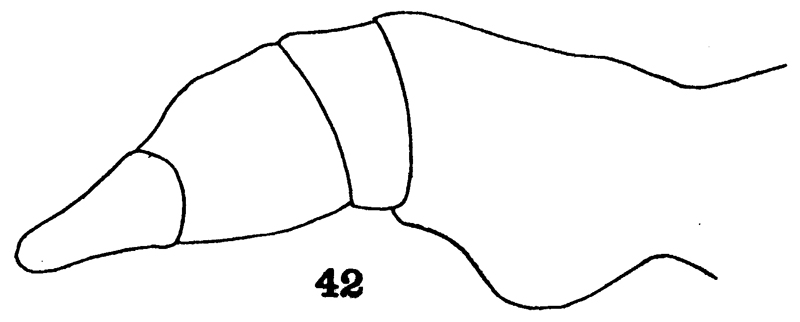 Espèce Euaugaptilus oblongus - Planche 10 de figures morphologiques
