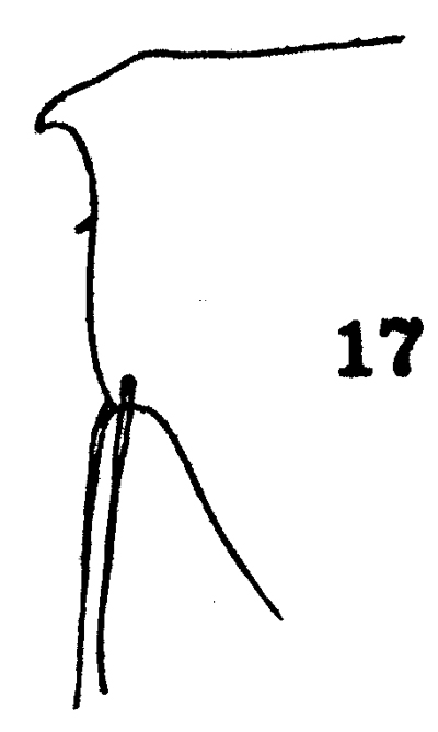 Espce Arietellus simplex - Planche 12 de figures morphologiques
