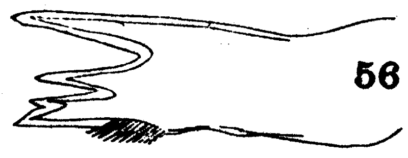 Espce Arietellus simplex - Planche 14 de figures morphologiques