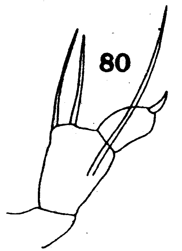 Espce Arietellus simplex - Planche 15 de figures morphologiques