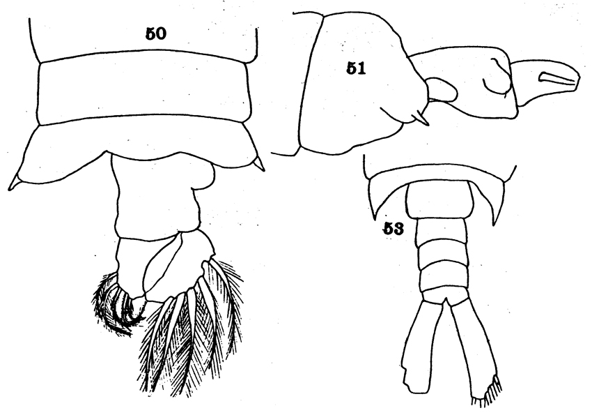 Espce Labidocera jollae - Planche 2 de figures morphologiques