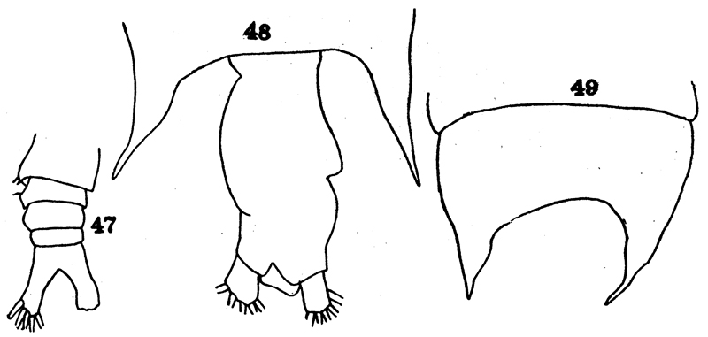 Species Pontellopsis occidentalis - Plate 1 of morphological figures