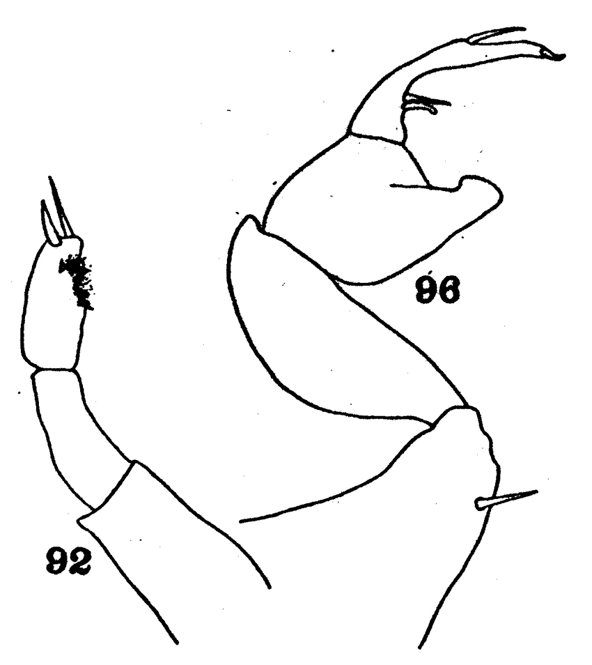 Espce Pontellopsis occidentalis - Planche 4 de figures morphologiques