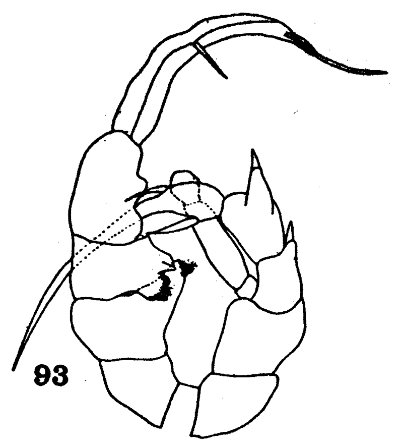 Species Heterorhabdus spinifrons - Plate 17 of morphological figures