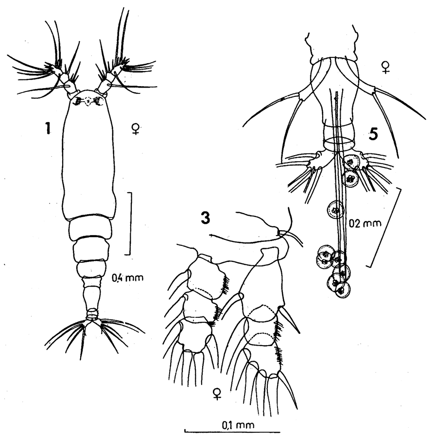 Species Monstrilla patagonica - Plate 1 of morphological figures