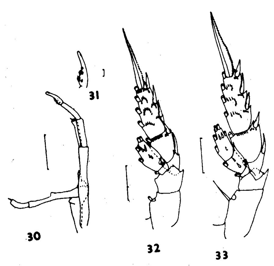 Espce Scolecithricella dentata - Planche 16 de figures morphologiques