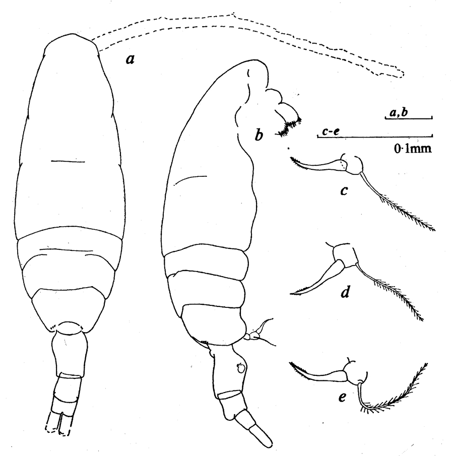 Espèce Acartia (Acartiura) margalefi - Planche 5 de figures morphologiques