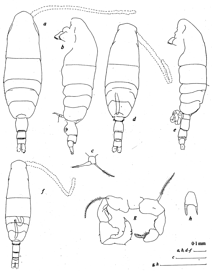 Species Acartia (Acartiura) hudsonica - Plate 8 of morphological figures