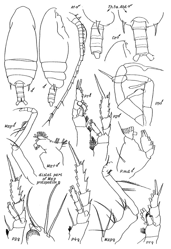 Espèce Gaetanus tenuispinus - Planche 5 de figures morphologiques