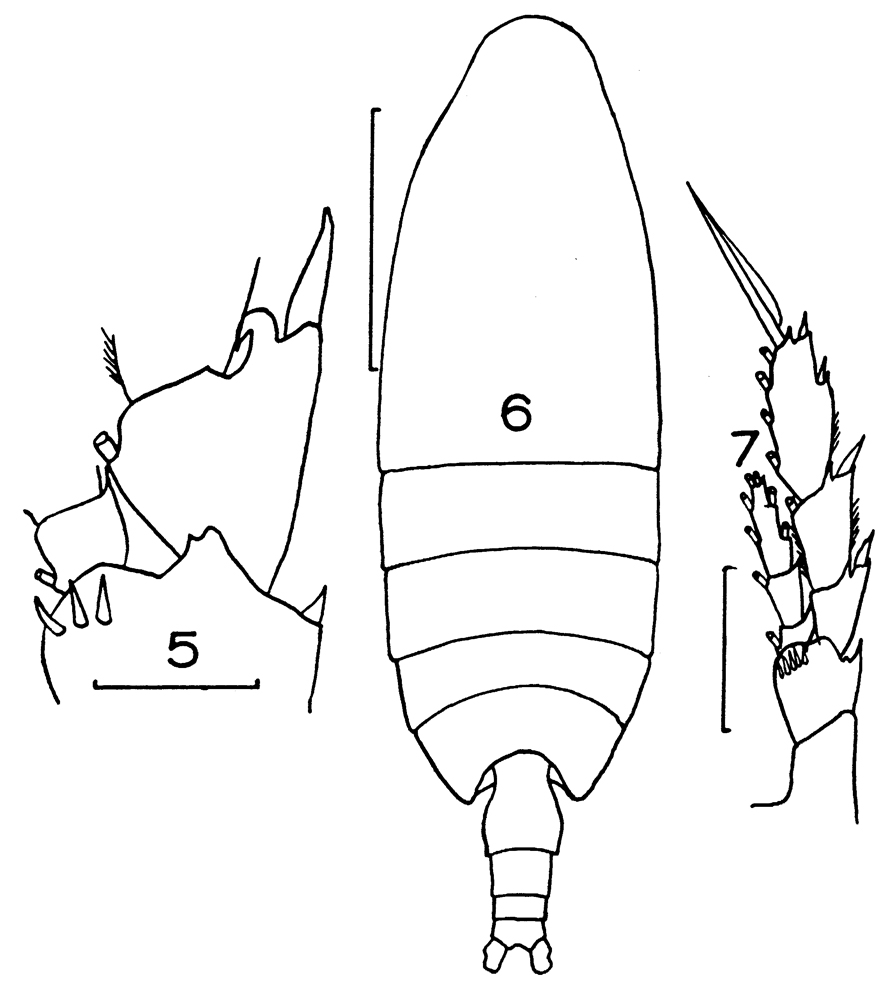 Species Neocalanus tonsus - Plate 13 of morphological figures