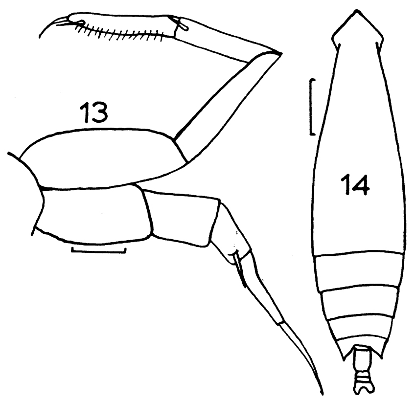 Espce Eucalanus elongatus - Planche 8 de figures morphologiques