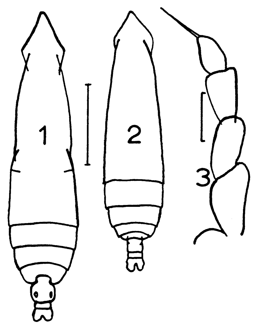 Espèce Subeucalanus longiceps - Planche 8 de figures morphologiques