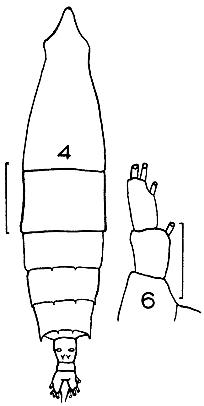 Espce Rhincalanus nasutus - Planche 11 de figures morphologiques