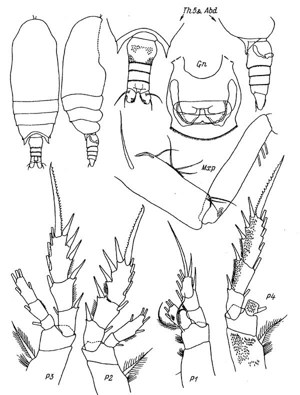 Species Jaschnovia tolli - Plate 1 of morphological figures