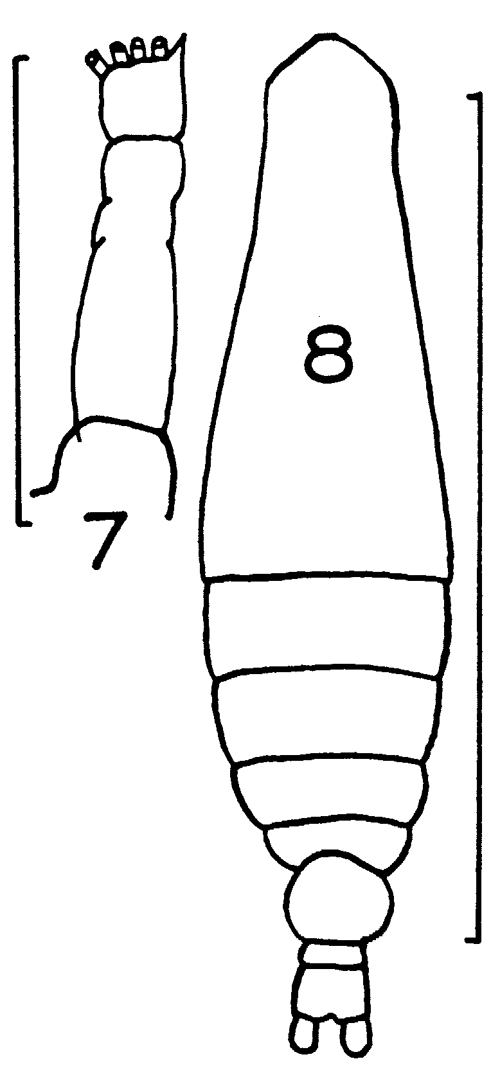 Espèce Mecynocera clausi - Planche 14 de figures morphologiques