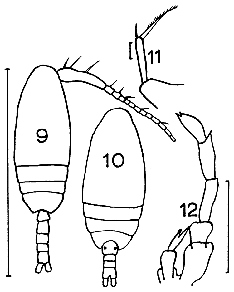 Espce Paracalanus parvus - Planche 15 de figures morphologiques