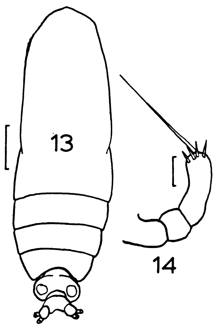Espce Calocalanus styliremis - Planche 6 de figures morphologiques