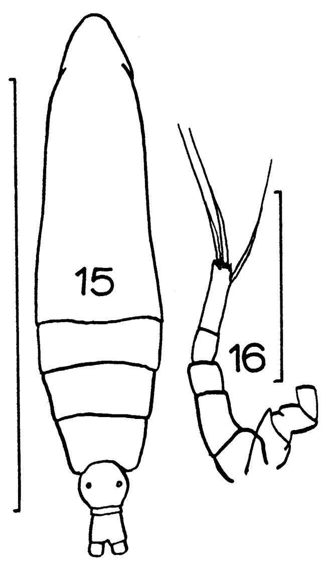 Espèce Calocalanus tenuis - Planche 4 de figures morphologiques