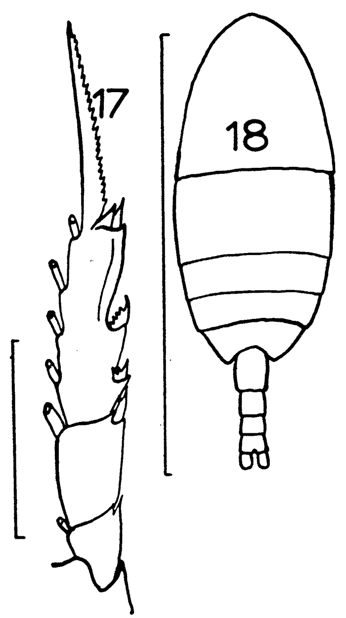 Espèce Ctenocalanus vanus - Planche 12 de figures morphologiques
