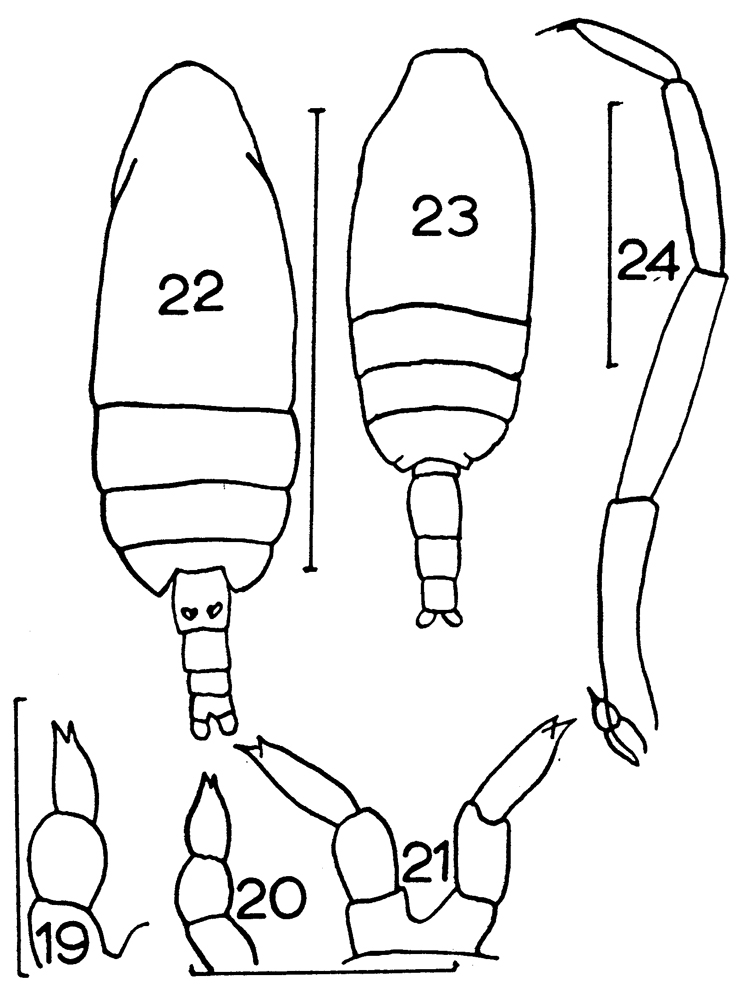 Espce Clausocalanus brevipes - Planche 15 de figures morphologiques