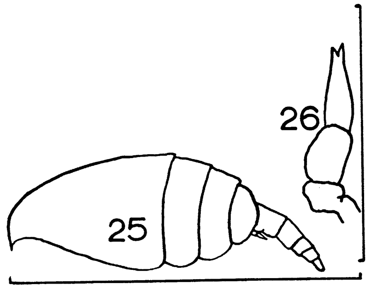 Espce Clausocalanus pergens - Planche 13 de figures morphologiques