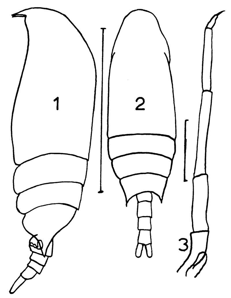 Espce Aetideus armatus - Planche 8 de figures morphologiques