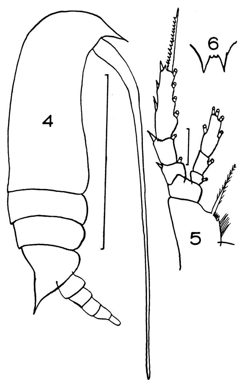 Species Aetideus giesbrechti - Plate 14 of morphological figures