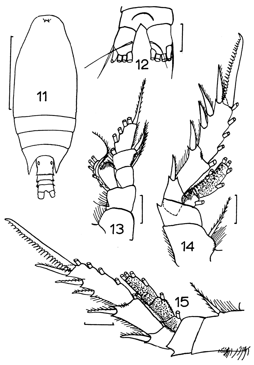 Species Bradyidius spinifer - Plate 5 of morphological figures