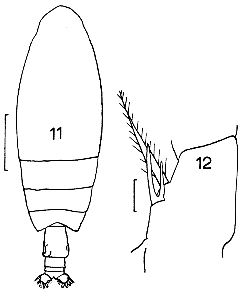 Espce Euchirella venusta - Planche 7 de figures morphologiques