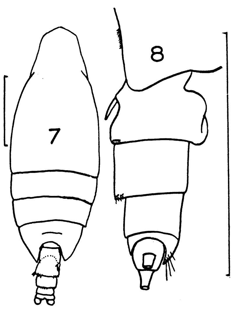 Species Undeuchaeta plumosa - Plate 13 of morphological figures
