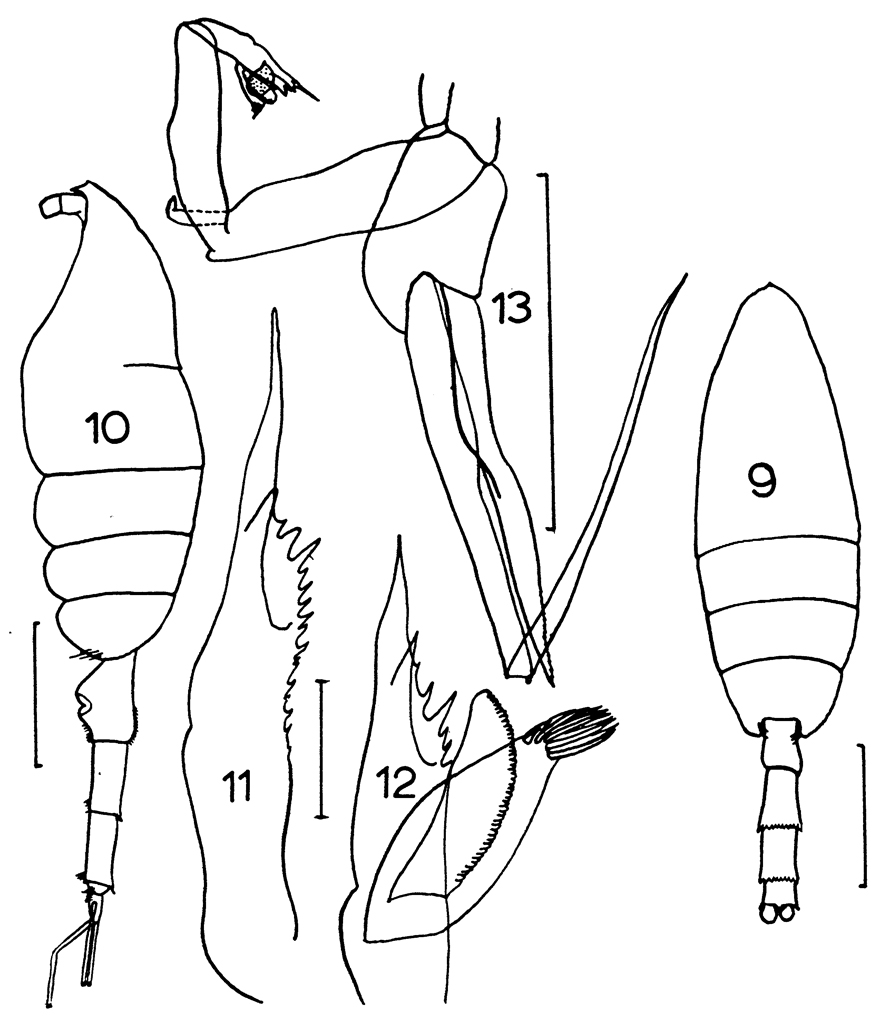 Espce Paraeuchaeta biloba - Planche 16 de figures morphologiques