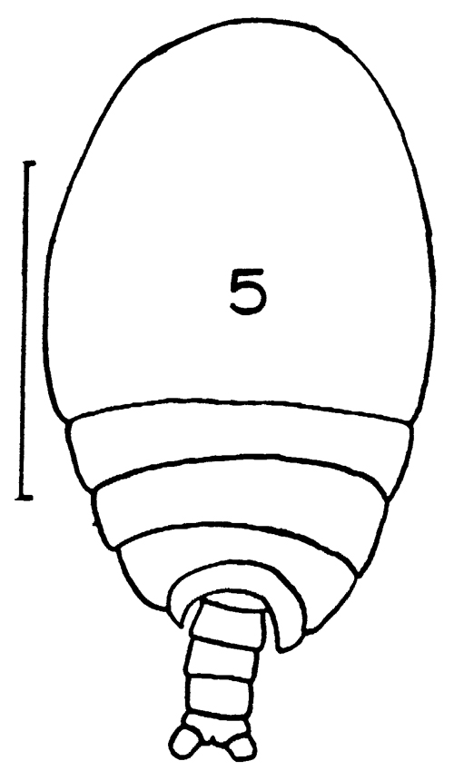 Espèce Phaenna spinifera - Planche 14 de figures morphologiques